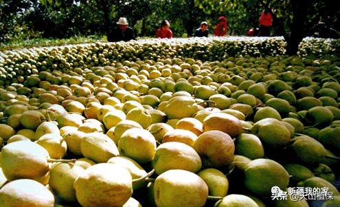 阿拉尔将成为南疆最大的城市,南疆阿拉尔市