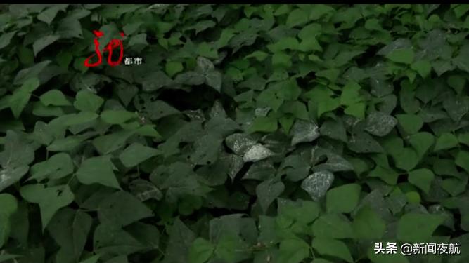 叶子就像抹粉化了妆,西瓜遭殃,玉米提前黄叶子,原来竟跟修路有关