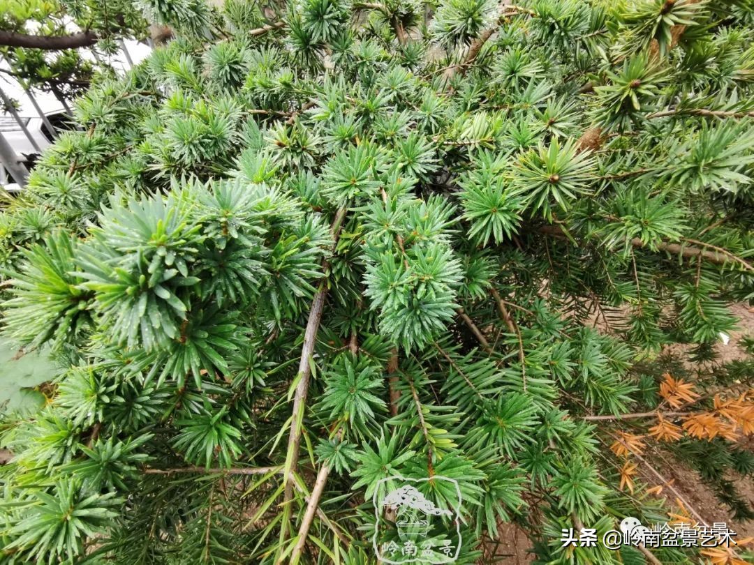 文人杂木盆景精品欣赏,可以做盆景的杂木图片大全