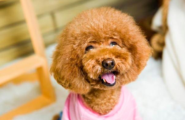 泰迪有点反常怎么回事,泰迪哪些动作说明生病