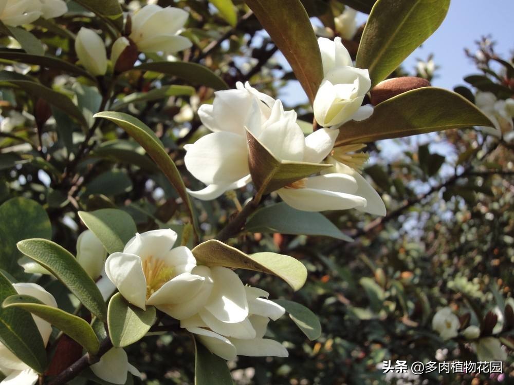 含笑盆栽怎么养,盆栽含笑怎么安全过冬