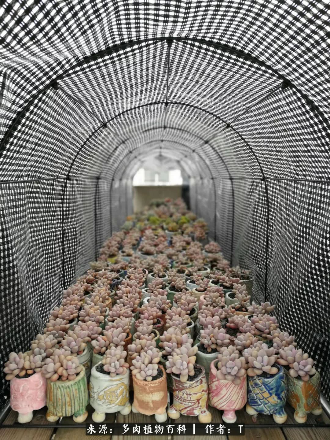 多肉还可以这样玩(上):八年养肉路剪影!