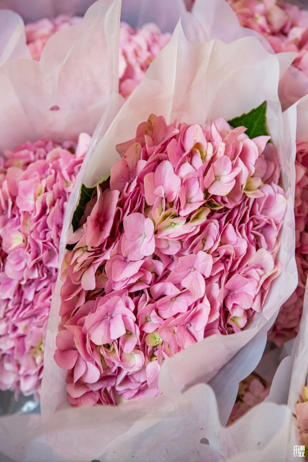 深夜去广州的花卉市场买花,如何逛斗南花卉市场买花便宜