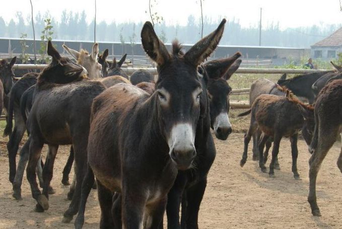 现在养驴利润有多大,养驴挣钱为什么养的人少