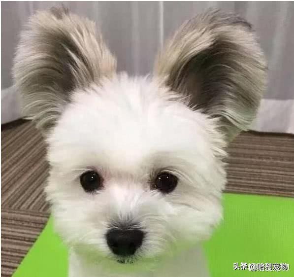 常见宠物狗类型及价格表,几种常见宠物狗的价格图片对比