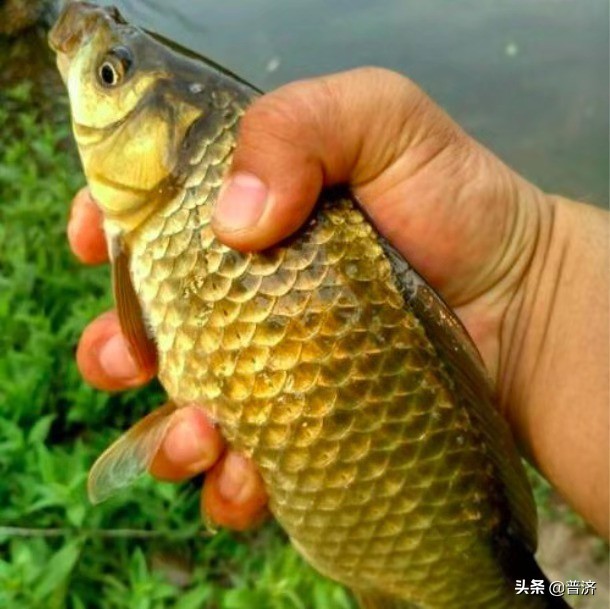 家庭鲫鱼教程,家庭摆擂台视频