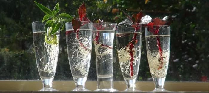 凤仙花修剪到根部要多久,凤仙花根长多大可以土培了