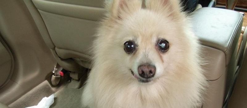 白内障会影响狗狗的寿命吗,狗狗得了白内障用什么药可以治