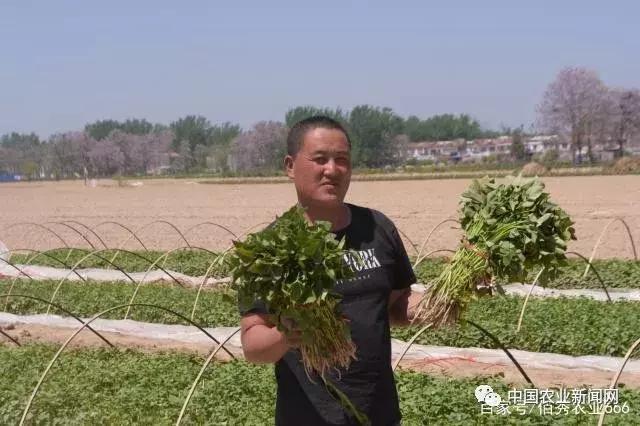未来5年最吃香的种植业,种植业种植什么前景好