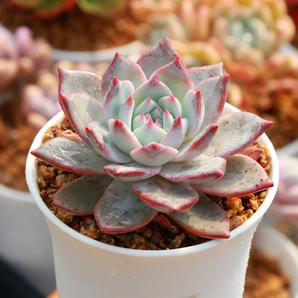 有暗纹的多肉有哪些,暗纹系多肉有哪些