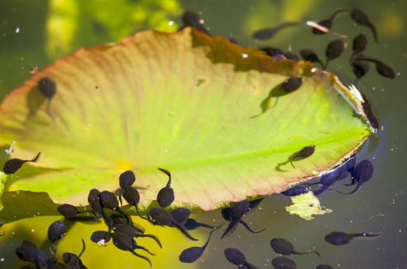 蝌蚪会变成箭毒蛙吗,蝌蚪会成青蛙