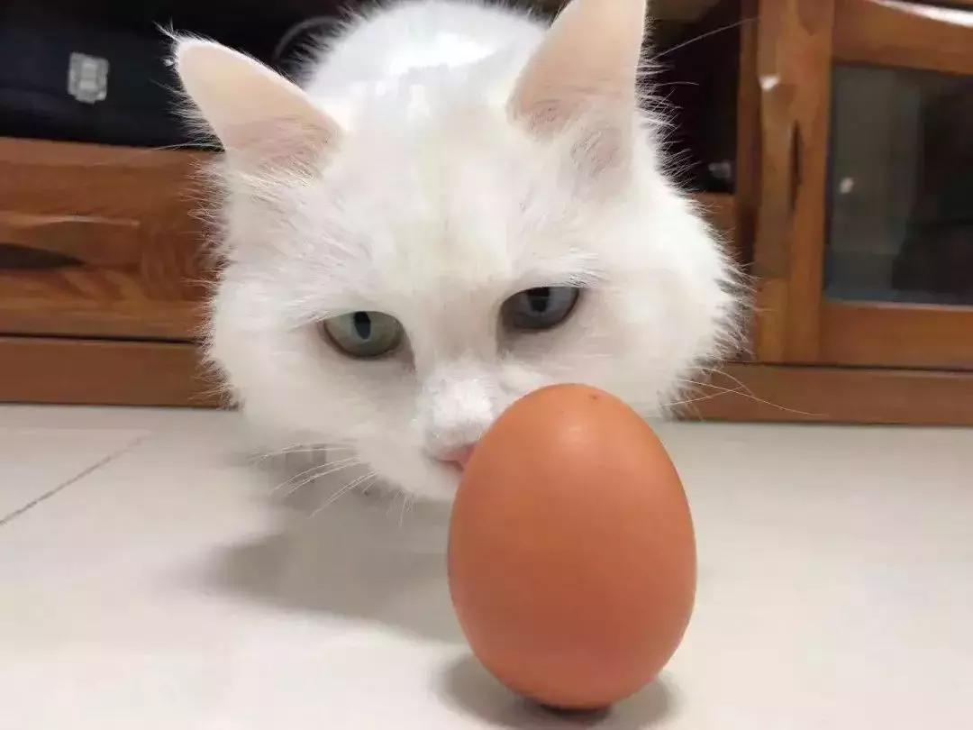 今日春分正是人间好时节,春分小常识每日分享