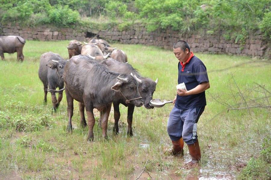 秋季养牛注意事项和禁忌,养牛户要注意哪些