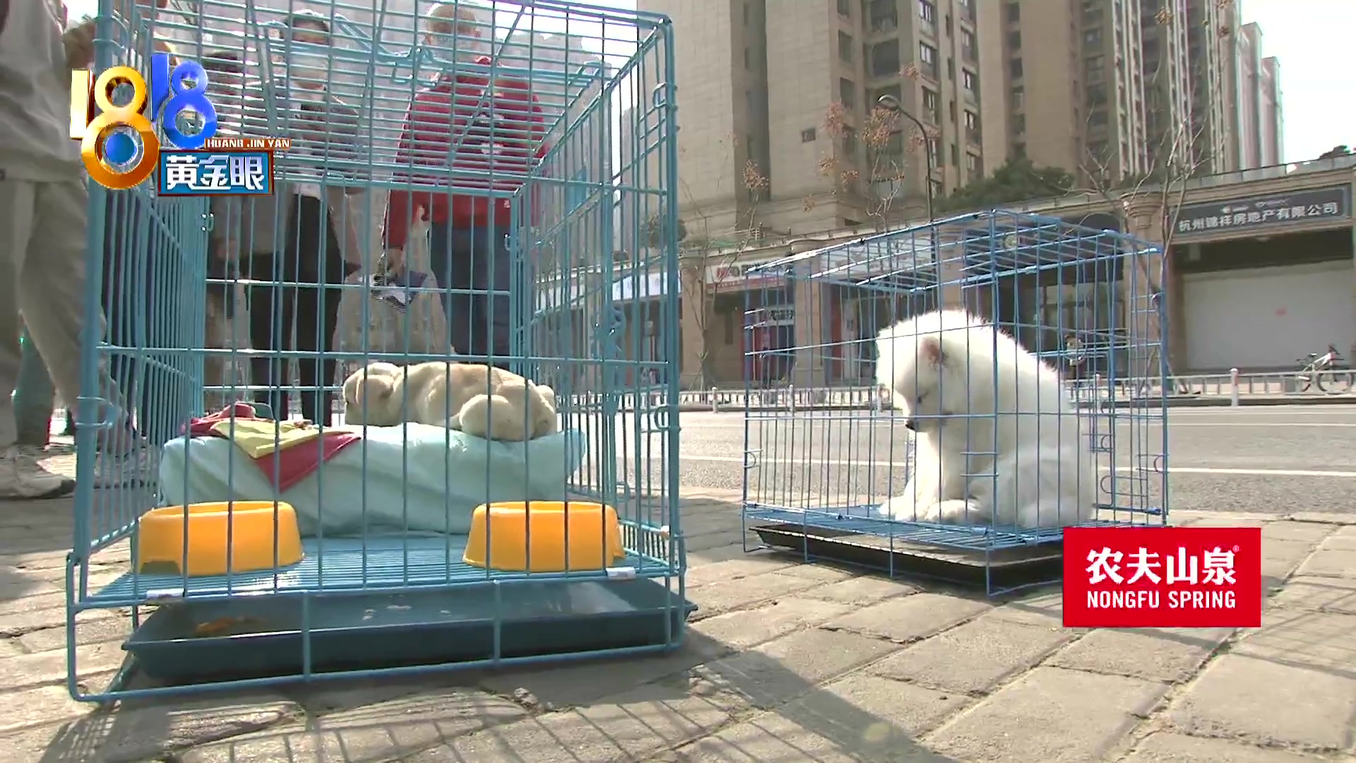 刚买回来小狗两天不吃怎么回事,三个月大的小狗惨遭毒手