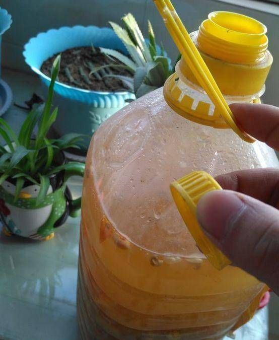 绿萝浇黄豆水的正确方法,绿萝用黄豆水来做肥料真的很好吗