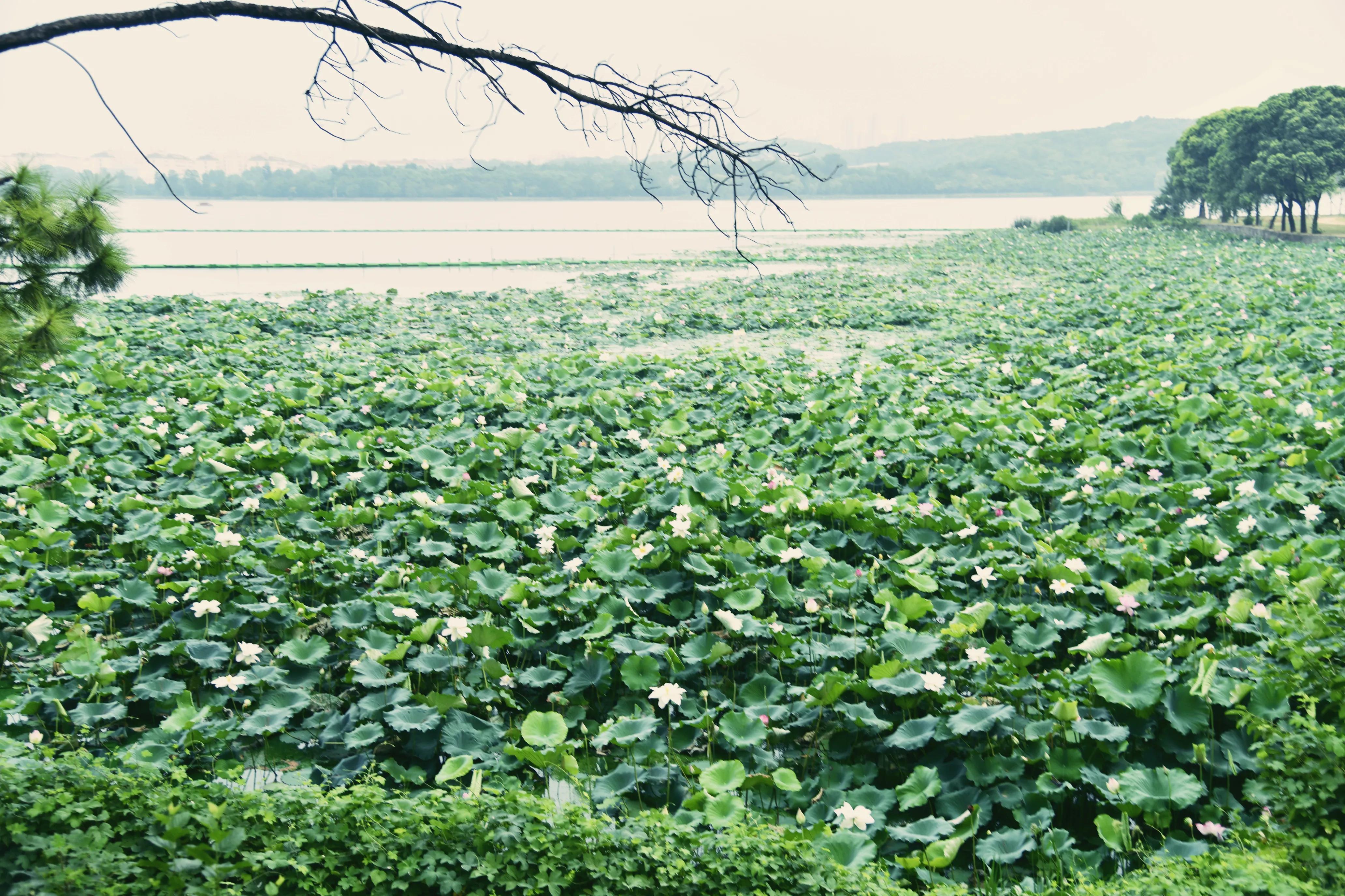 武汉最美丽的高校,中国最美大学武汉大学