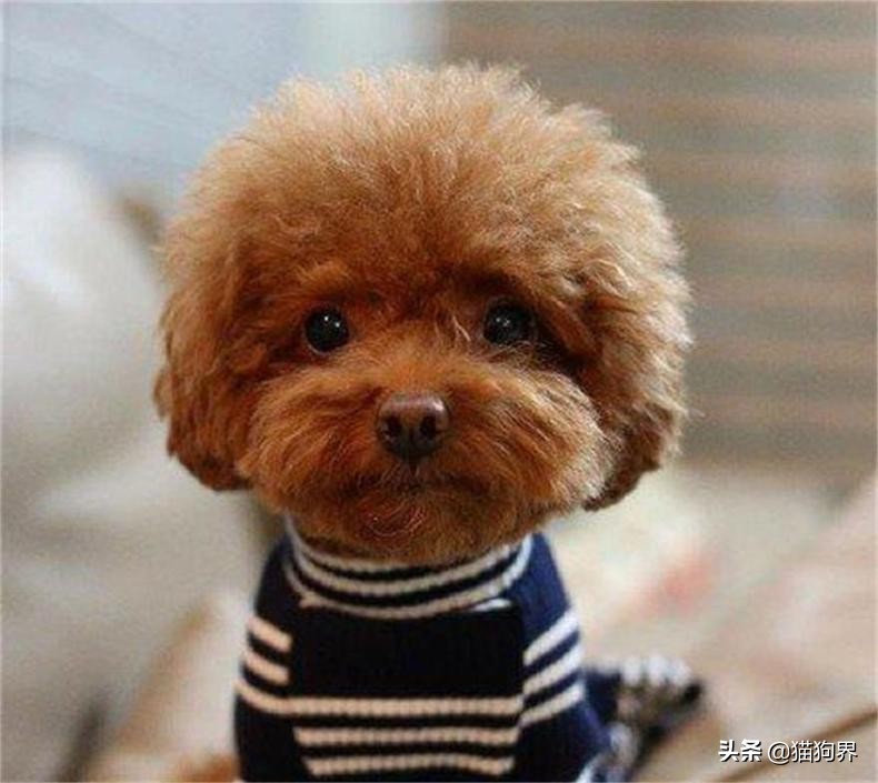 狗狗冬天在室外怕冷吗,狗狗冬天需要注意什么