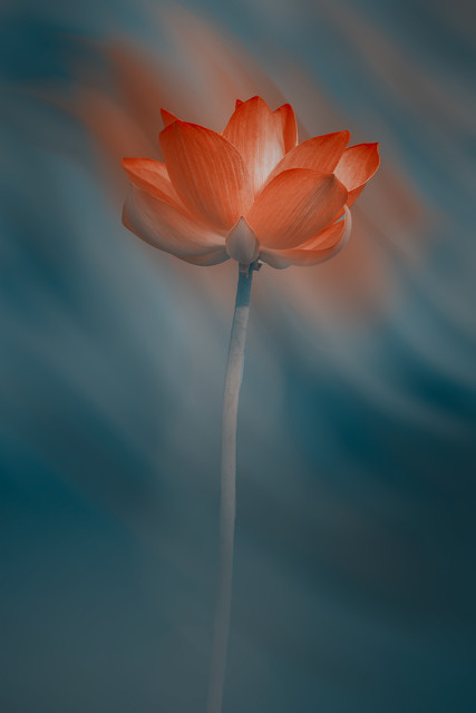 睡眠不足更容易变傻,睡眠不足容易早醒