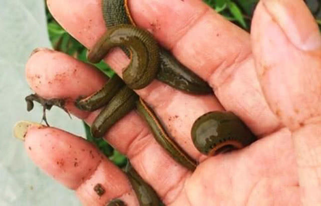 水蛭钻进身体里能活吗,水蛭被人吃进肚子里它能活多久