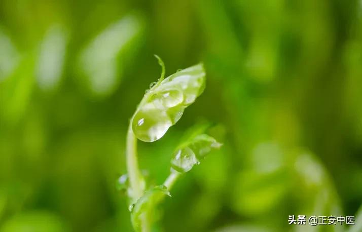 老中医祛湿健脾茶饮方,春季健脾润肺祛湿汤
