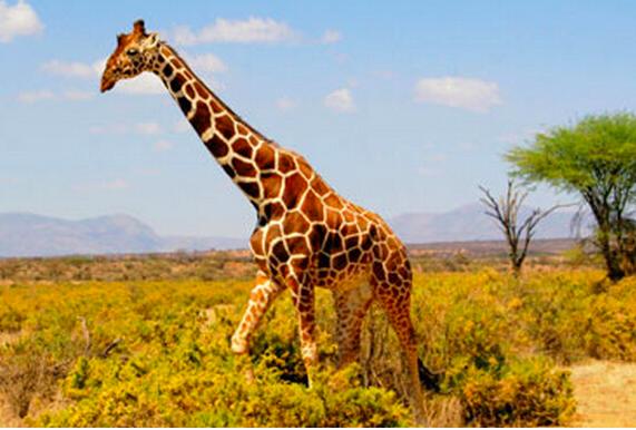 它们是最悲催的生物，交配时间不到1秒，交配前还得喝尿