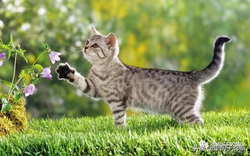 如何看出猫咪年龄有多大,怎么看出猫咪的年龄多大