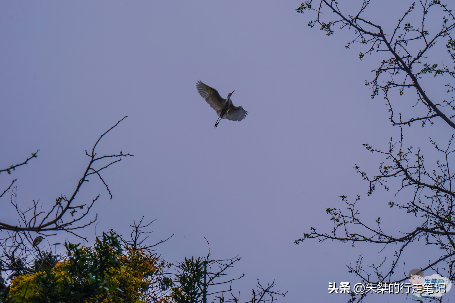 宿迁5A级旅游景区,冬季宿迁洪泽湖湿地公园