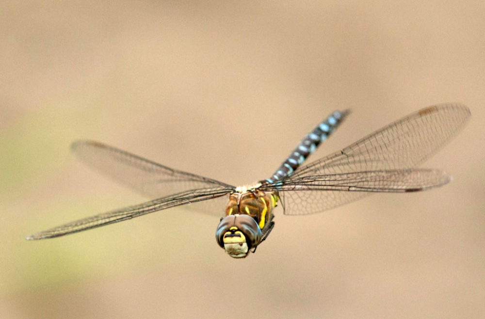 蜻蜓是完全变态发育的昆虫吗,蜻蜓为什么是不完全变态的昆虫
