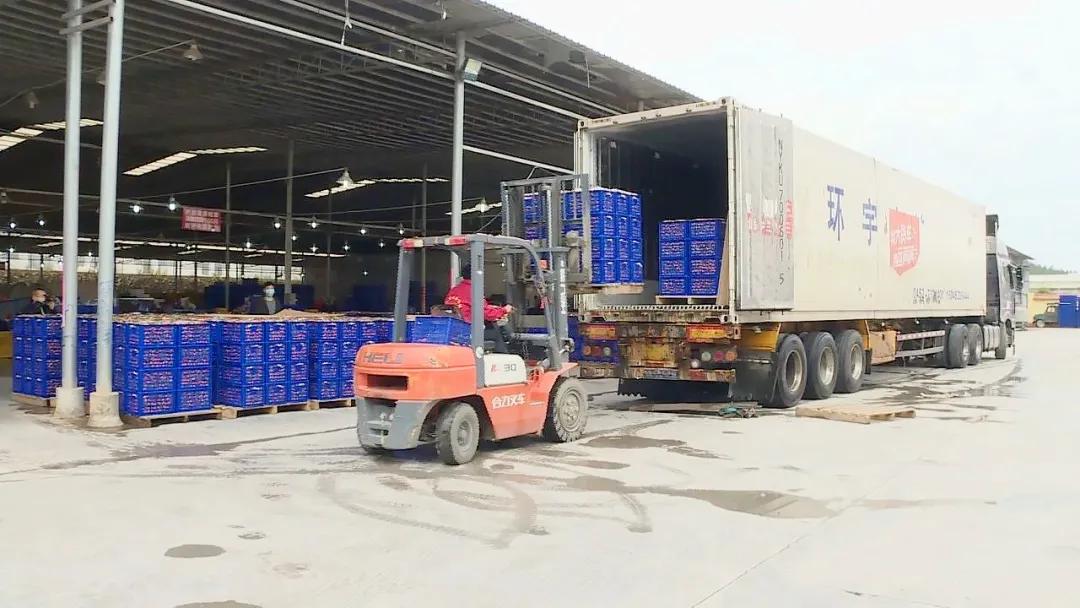 沃柑产业助力脱贫攻坚,助力果农销售沃柑3300斤