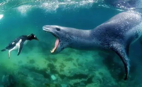 这届年轻人已经饥渴到“吸海豹”了……