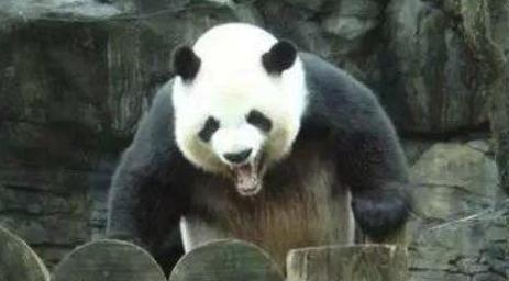为什么熊猫没有被狮子吃掉的记载,熊猫是肉食动物为什么吃竹子