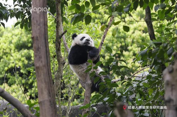 国宝带货直播,国宝直播带货
