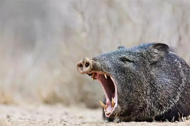 世界上最危险的两种树,世界上最危险的三个森林第三名