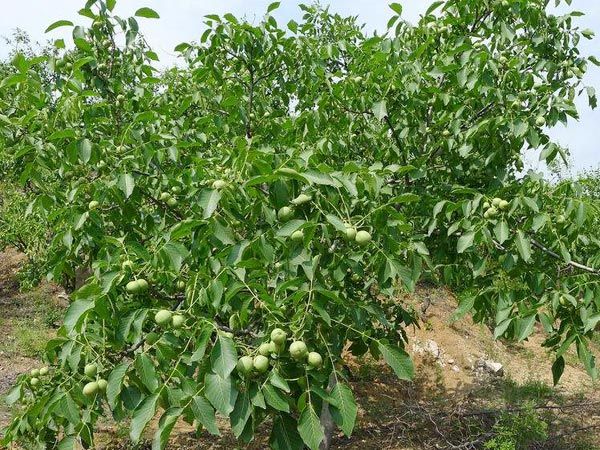 核桃树的果实形状及颜色,核桃树的花与果