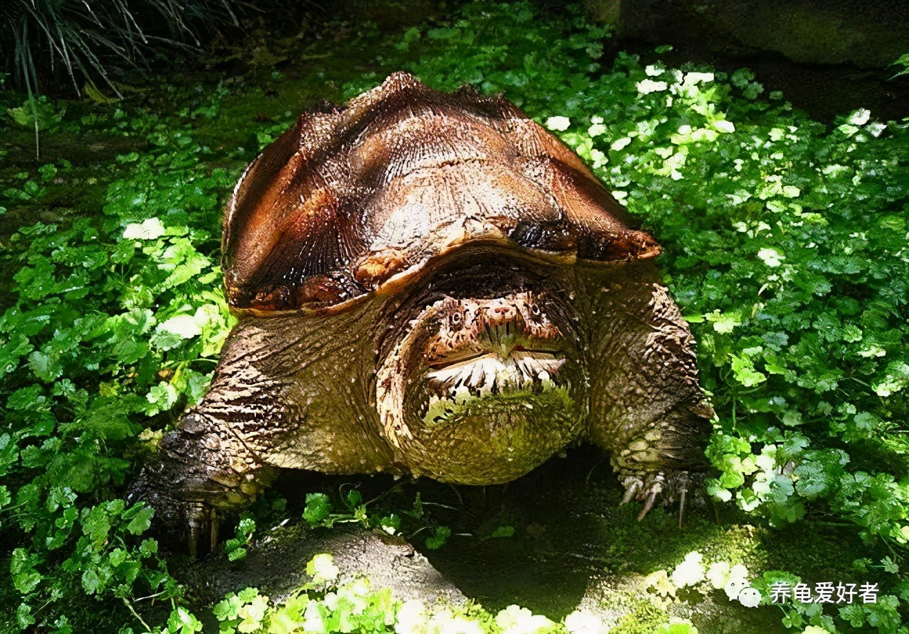 新手养龟的十大问题,新手养龟的五大误区