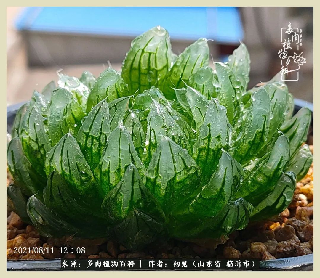 和多肉植物相伴,和多肉相处的心情