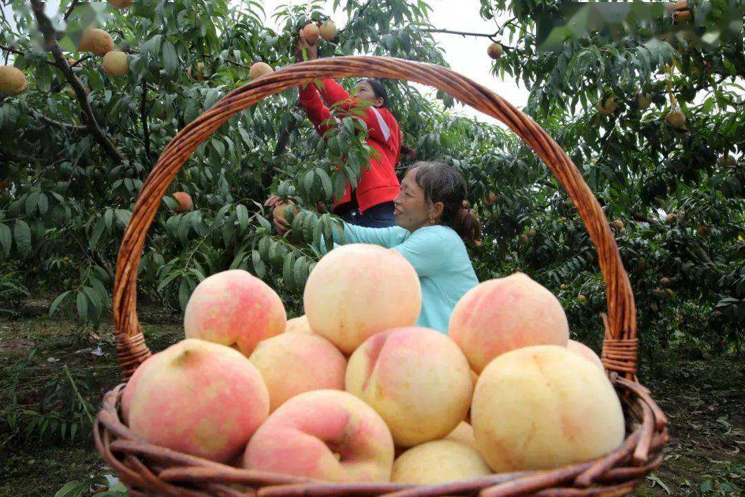 安丘大爷种的蜜桃样子丑，价格竟比普通桃子贵5倍，看看长啥样