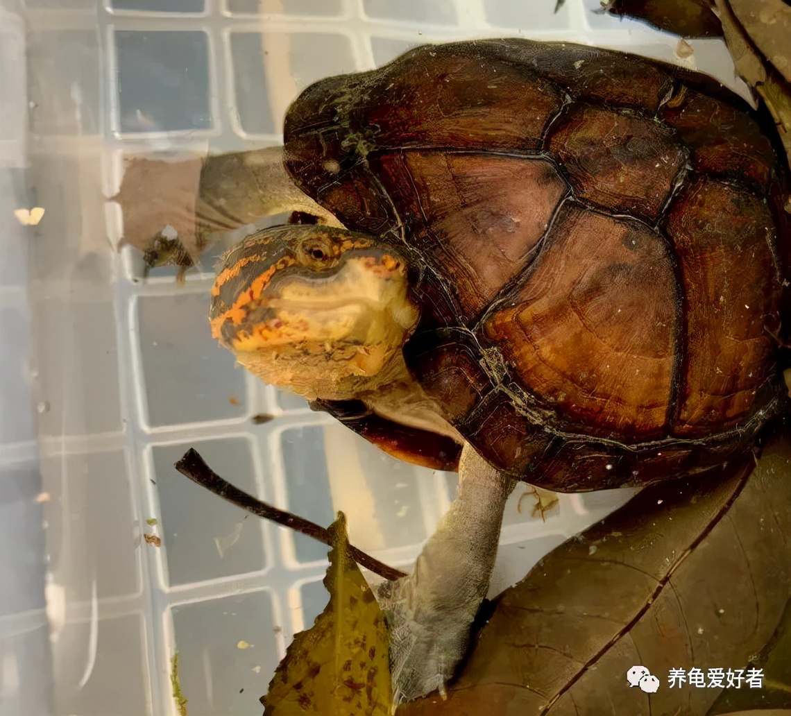 养龟粪便需要及时清理吗,养龟的龟缸有屎怎么快速清理