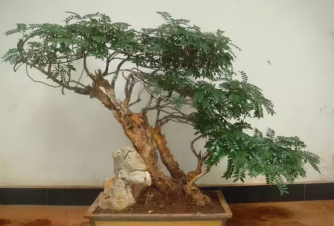 吸甲醛的绿植哪些最好,吸甲醛的绿植哪些最好养活