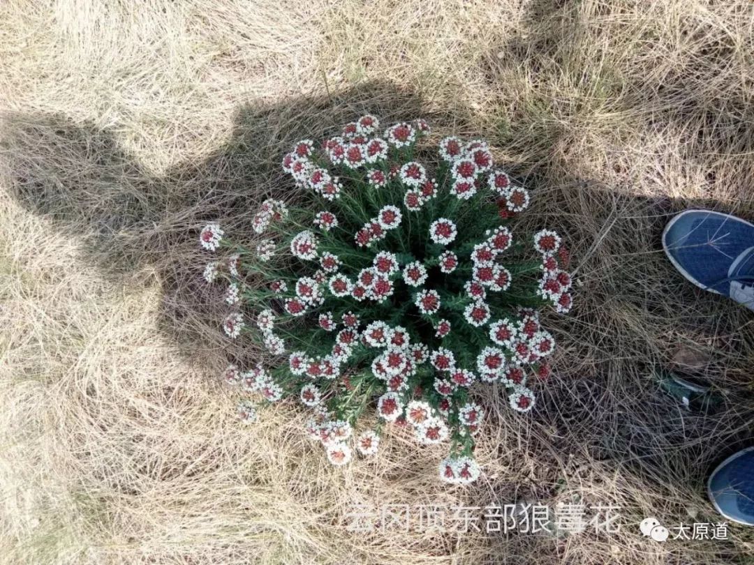 云冈石窟佛顶庙,云冈石窟顶上