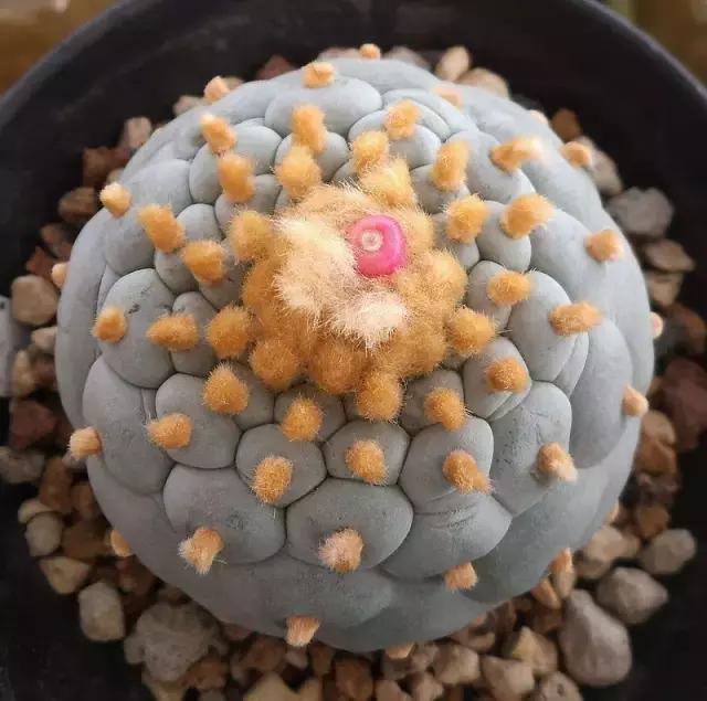 那些天价的植物,十大最值钱的植物