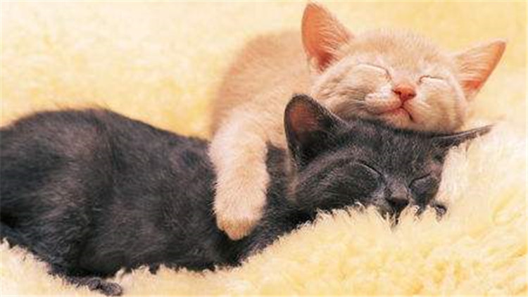 养猫怎么解决猫咪大小便,猫咪怎么养才能学会上厕所