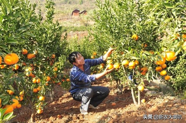 果园酸化最佳治疗方法,果园土壤酸化如何处理