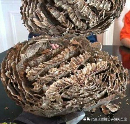 各式蜂巢,各种各样的蜂窝