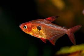 草缸灯鱼专用灯,适合草缸养的灯鱼