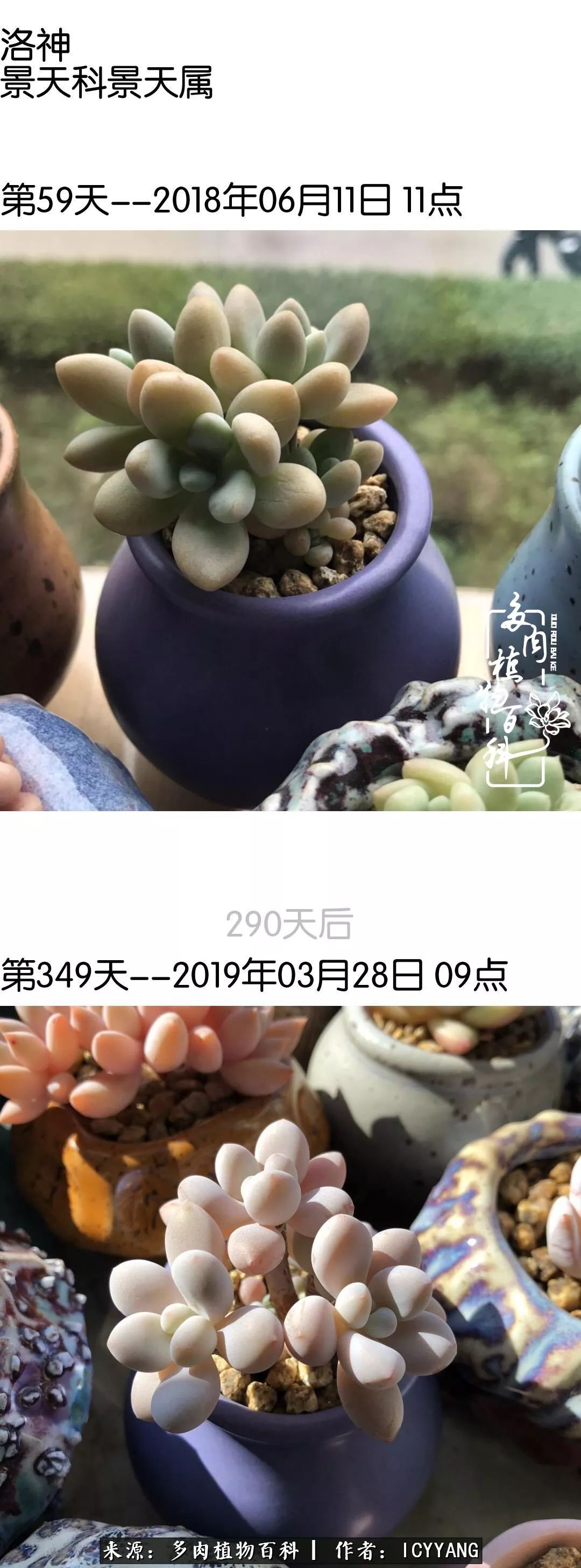 多肉隔着玻璃晒太阳效果好吗,隔着玻璃养的多肉照样长得好