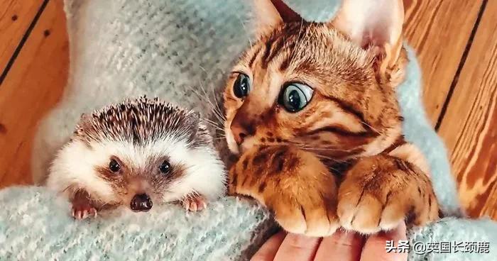 羊驼专治什么病,羊驼治愈厌食症