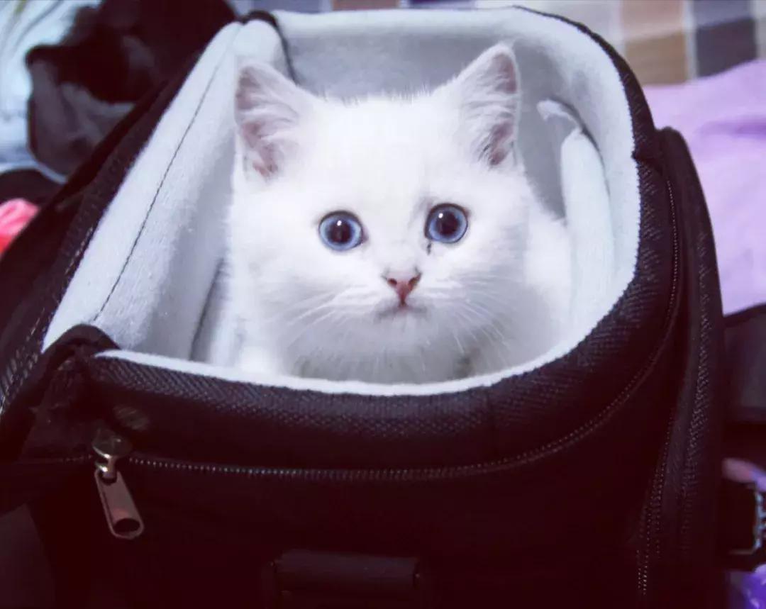 夏末秋初，刘三姐的英短咪咪，邂逅梁实秋的白猫王子