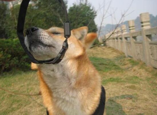 大骗纸！朋友圈买宠物，结果遭遇“汪财两空”