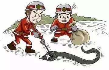 野外遇见巨型眼镜王蛇,近两米长眼镜王蛇